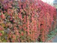 Parthenocissus quinquefolia (Viţă canadiană) - cu ghiveci 1 Litru